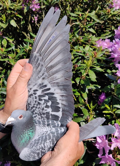 1-4-5-7-10-14-19- against 1,929 pigeons on tough