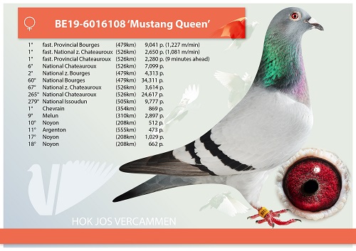 1° and 2° fast. Provincial 5,511 pigeons / 15 first (!) prizes on Noyon  (208km)