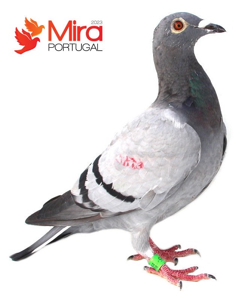 3rd Ace-pigeon of the Mira One Loft Race (Portugal) 2023 | Hok Jos