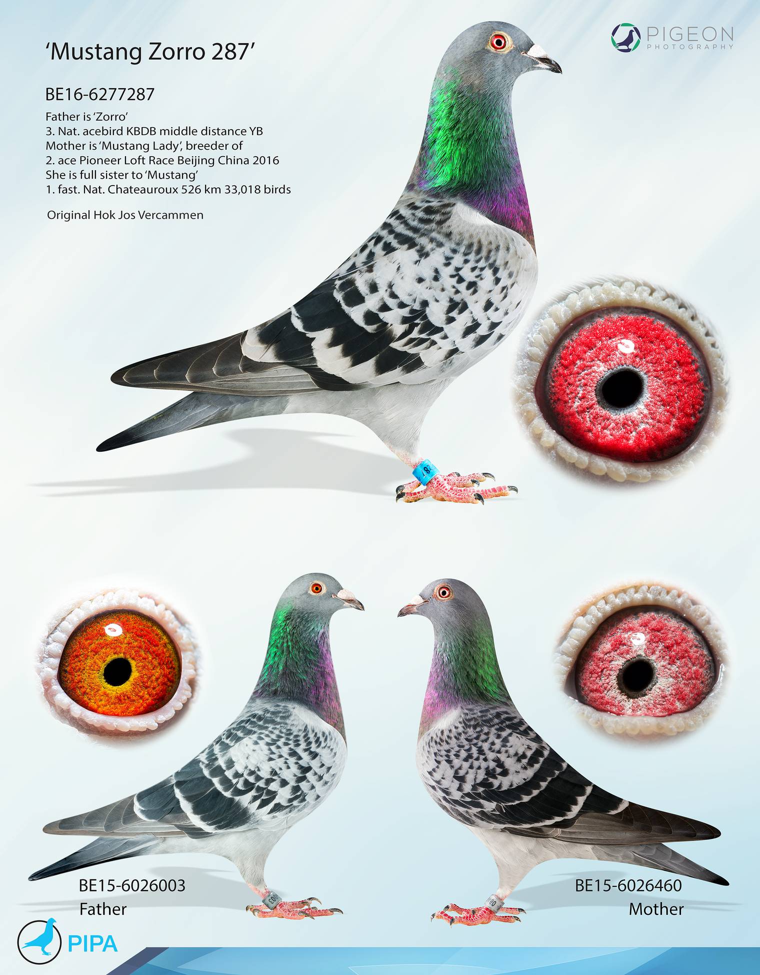 REAL PIGEONS 全5巻セット REAL PIGEONS 全5巻セット NEW! Real Pigeons Series 5 Books