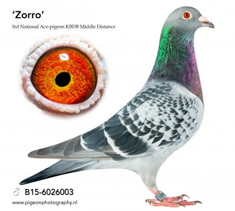 Important transfer to the breeding loft | Hok Jos Vercammen