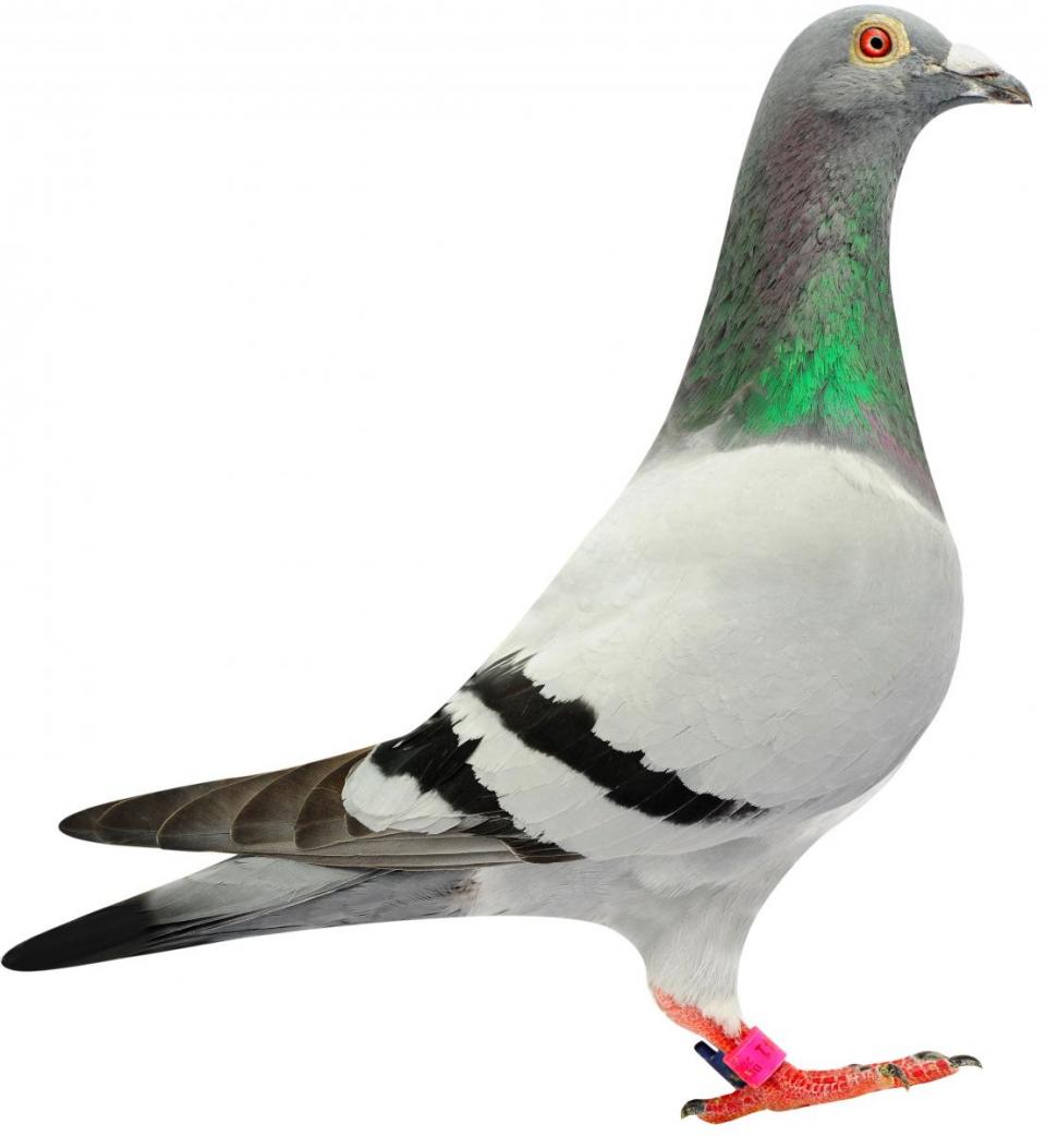 Picture of pigeon BE08-6144041 "Mambo"