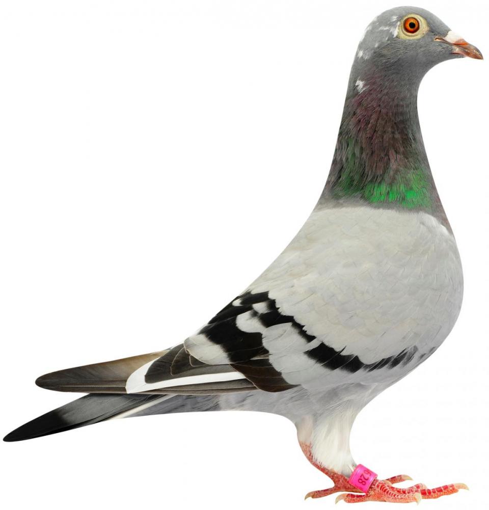 Picture of pigeon BE08-6174628 "Polina"