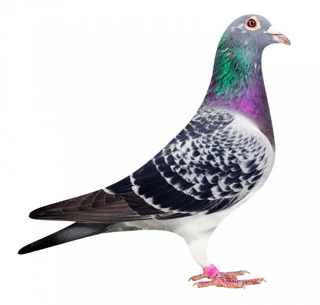 Picture of pigeon BE08-6174630 "Elektro"