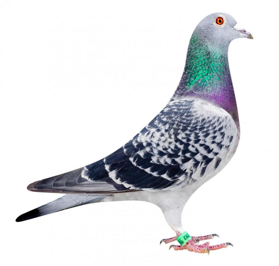 Picture of pigeon BE10-6052292 "Latina"