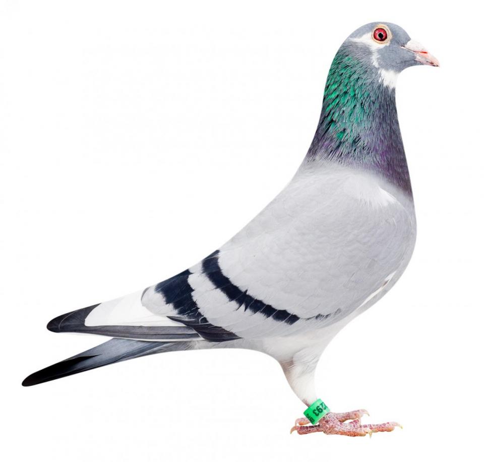 Picture of pigeon BE10-6052293 "Shakira"