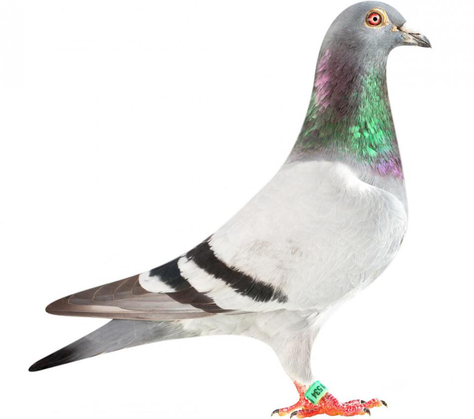 Picture of pigeon BE10-6251534 "Milos"
