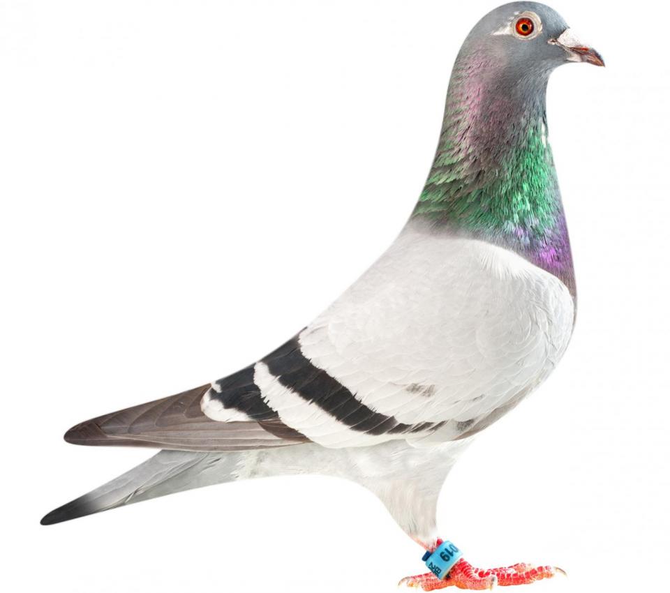 Picture of pigeon BE11-6282019 "Super Lady"