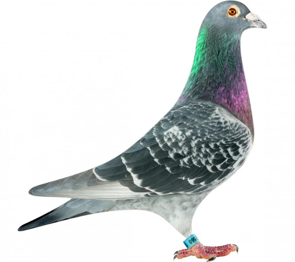 Picture of pigeon BE11-6282560 "Romeo Panter"
