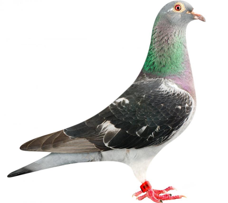 Picture of pigeon BE12-6196004 "Doha"