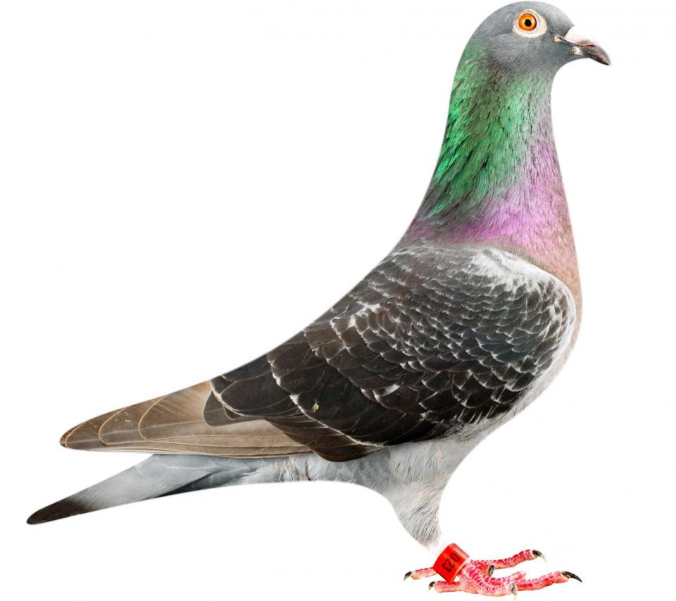 Picture of pigeon BE12-6196023 "Zwart Panterke"
