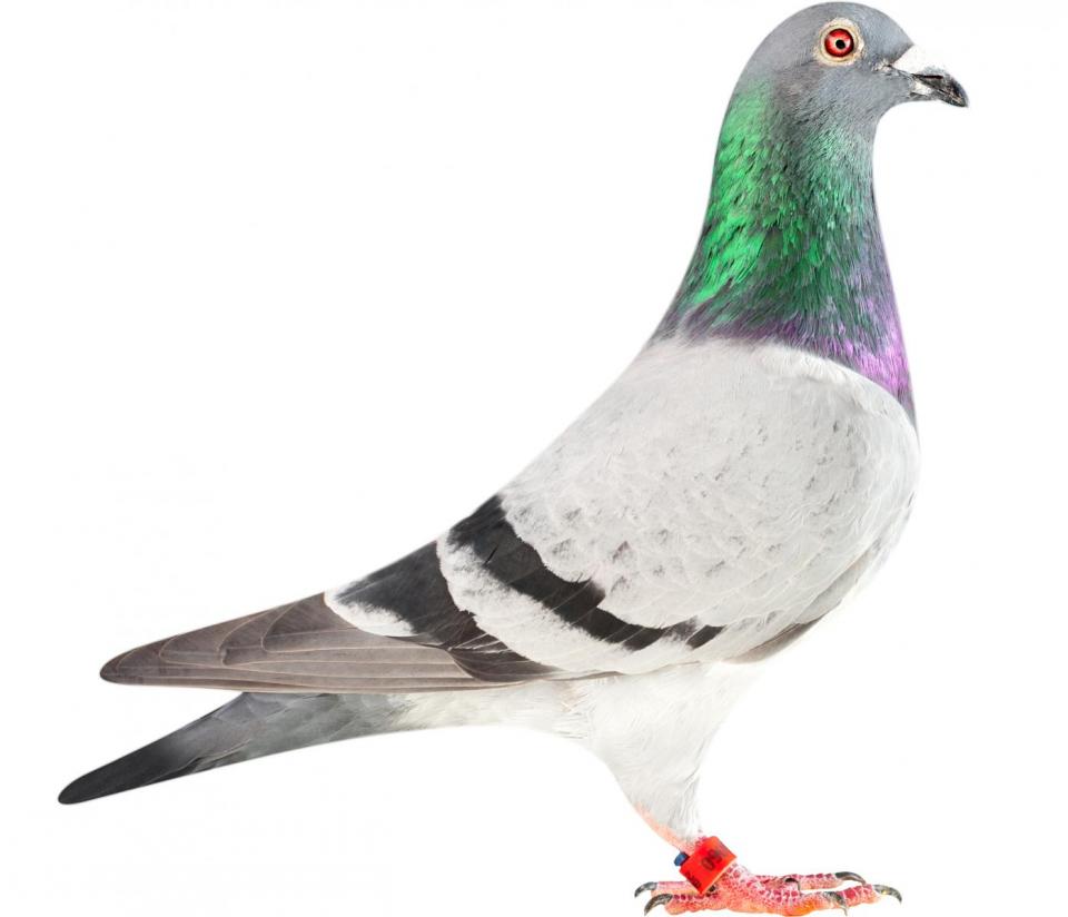 Picture of pigeon BE12-6196060 "Brazil"
