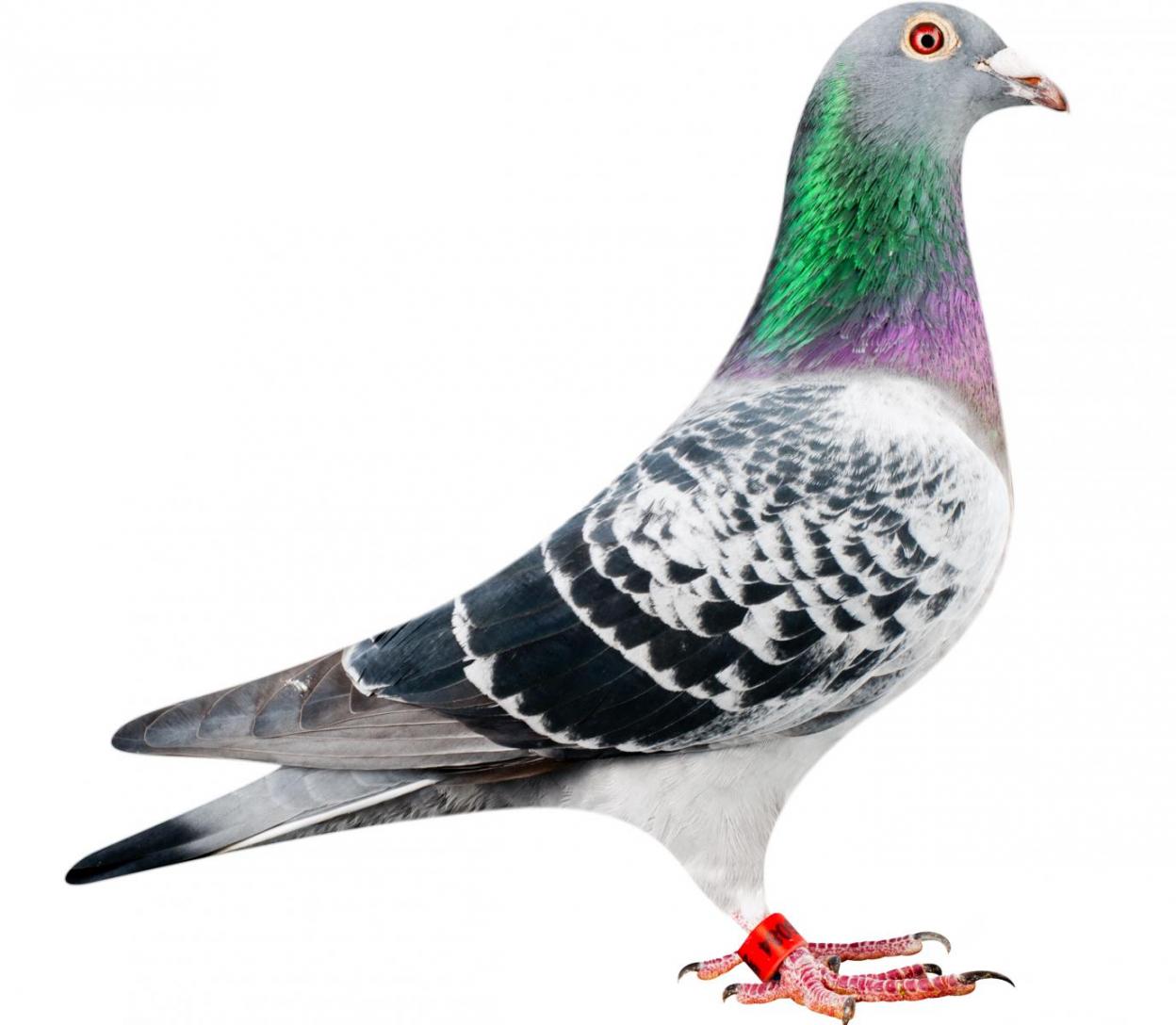 Picture of pigeon BE12-6196084 "Lotus"