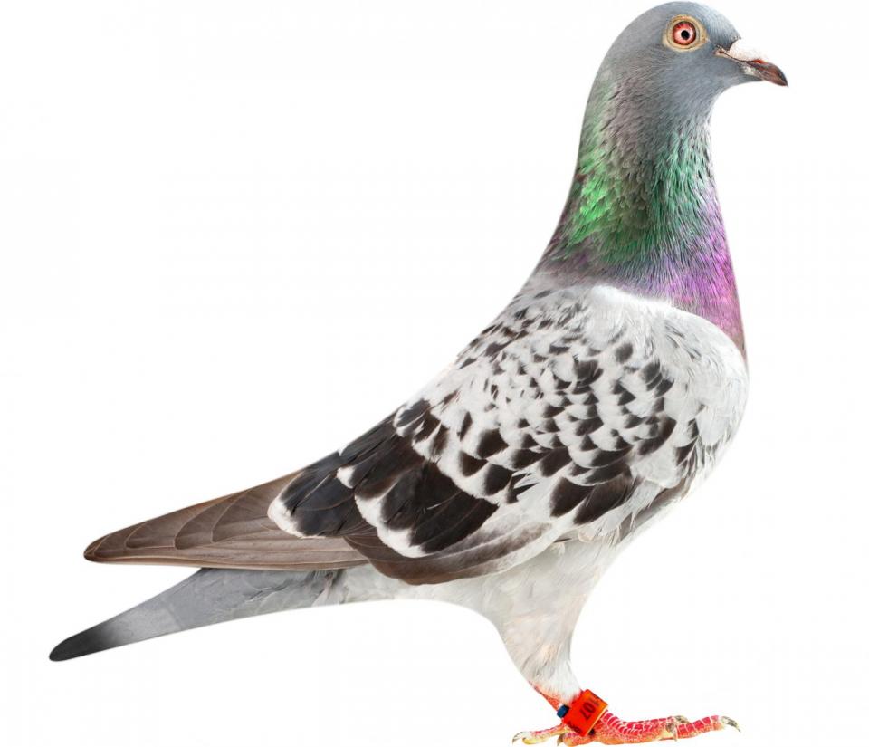 Picture of pigeon BE12-6196107 "Letra"