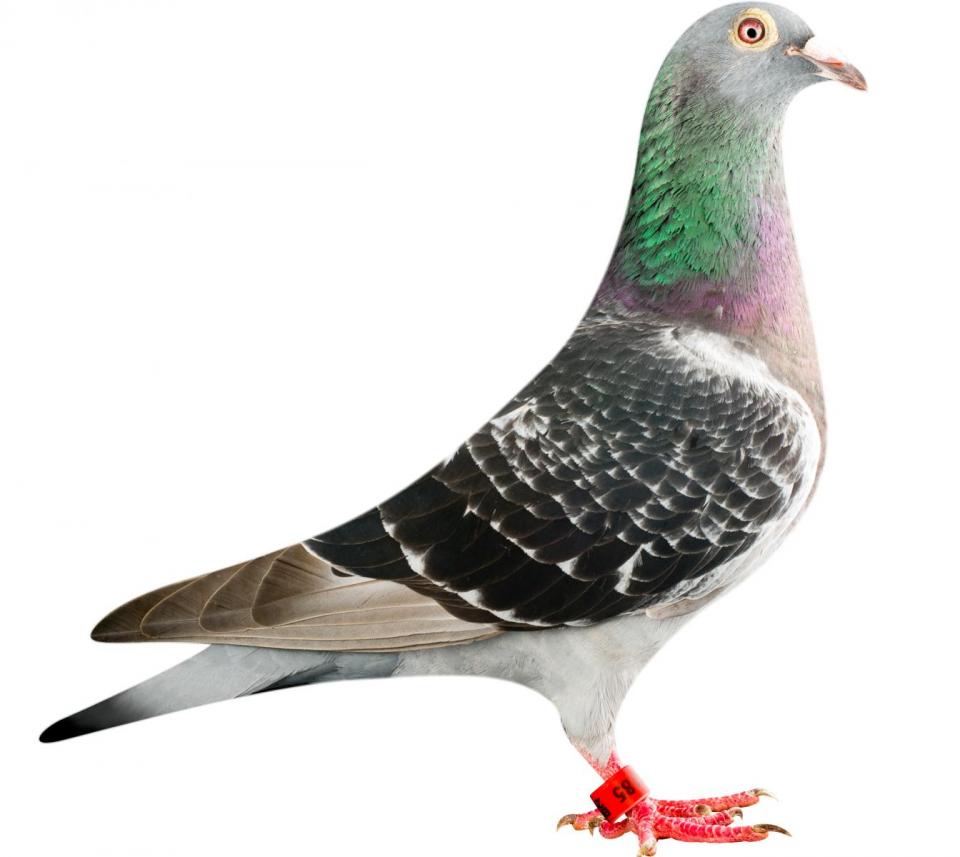 Picture of pigeon BE12-6196185 "La Perla"