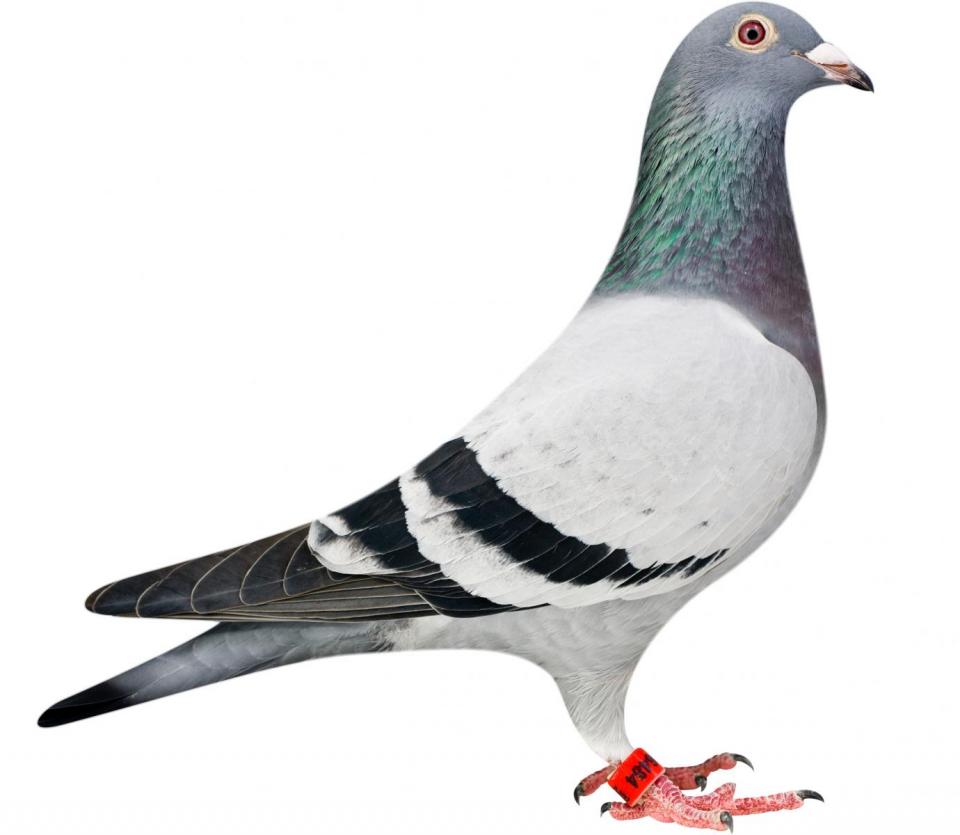 Picture of pigeon BE12-6196484 "Julia"