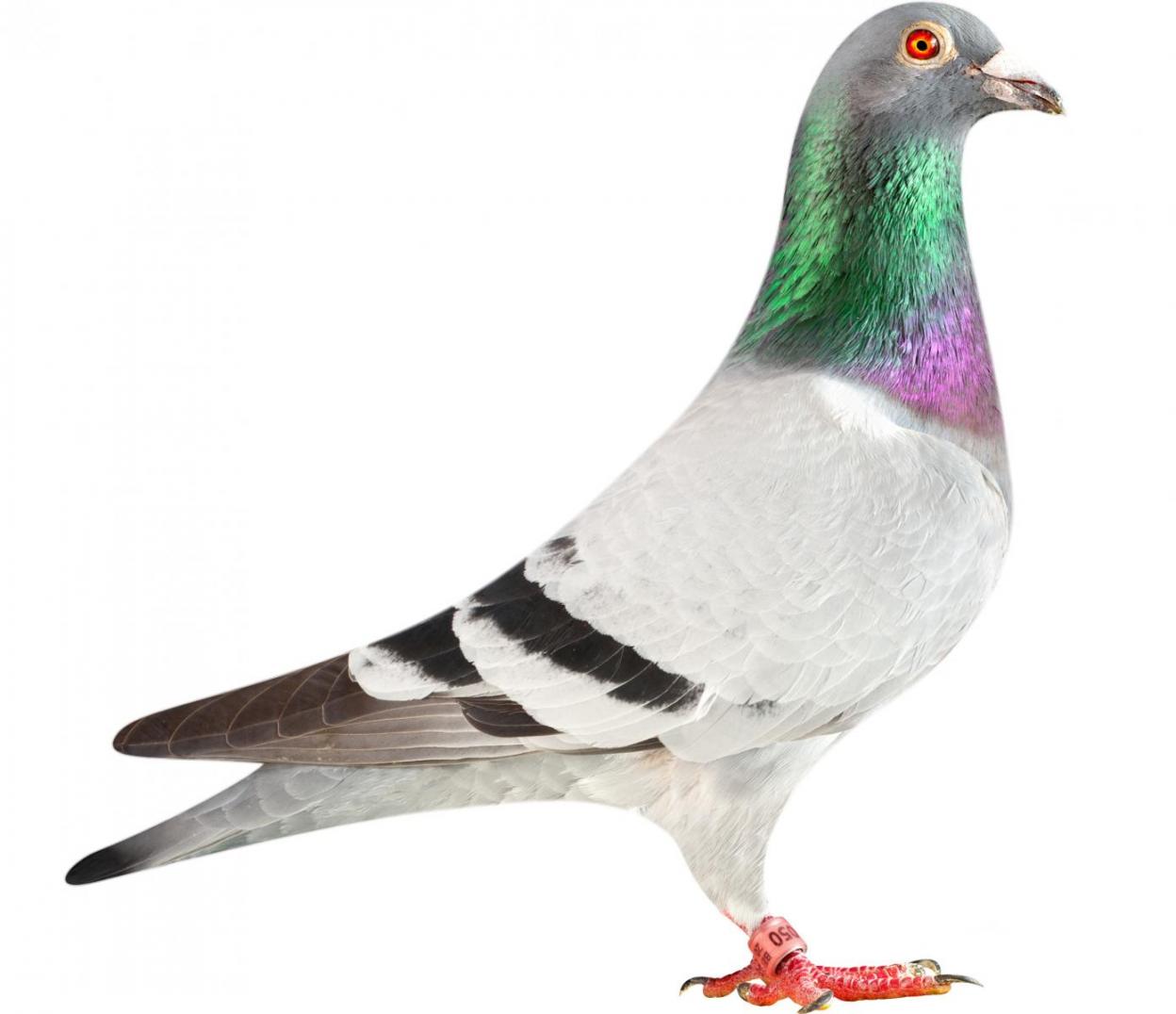 Picture of pigeon BE13-6026050 "Origi"