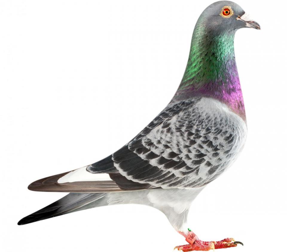 Picture of pigeon BE13-6026091 "Lexus"