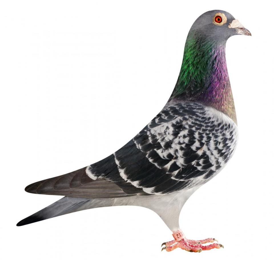 Picture of pigeon BE13-6026112 "Ruxi"