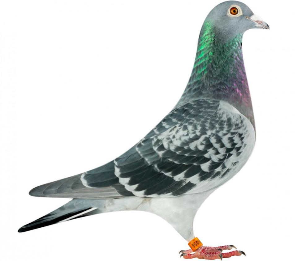Picture of pigeon BE14-6175056 "Ariana"