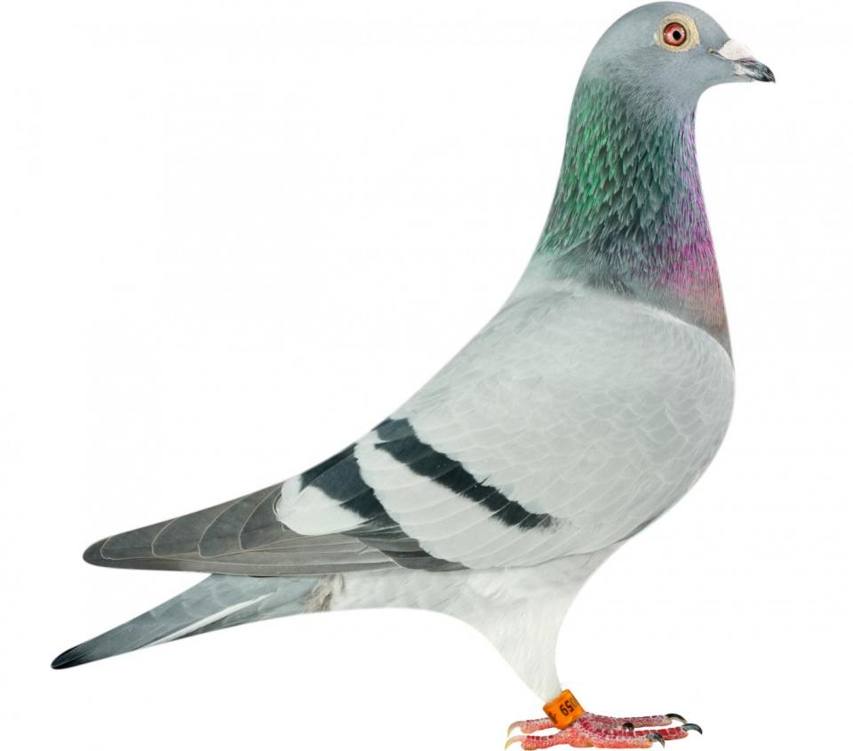 Picture of pigeon BE14-6175059 "Prada"