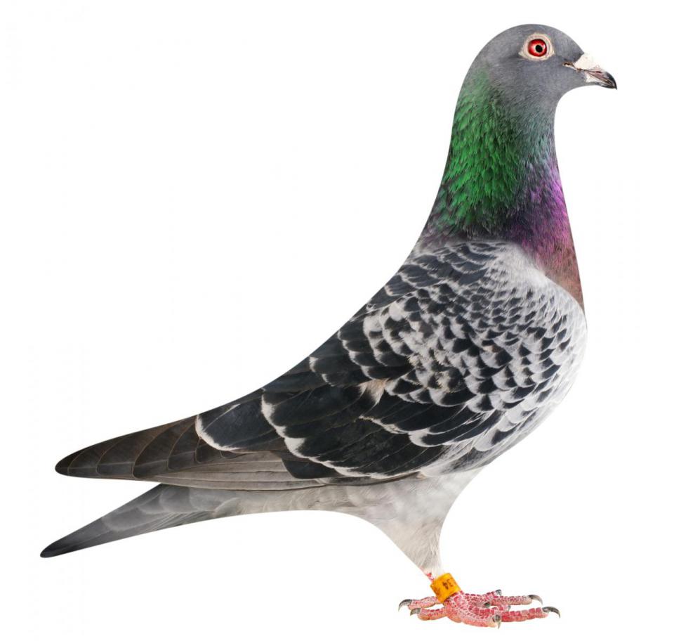 Picture of pigeon BE14-6175134 "Dolly"