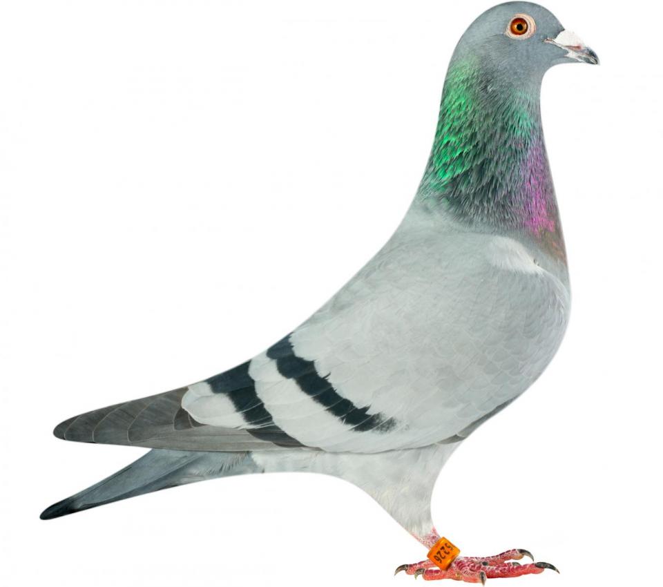 Picture of pigeon BE14-6175226 "Olympic Eva"