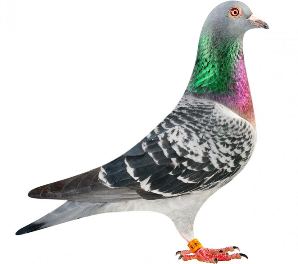 Picture of pigeon BE14-6175418 "Cobra"
