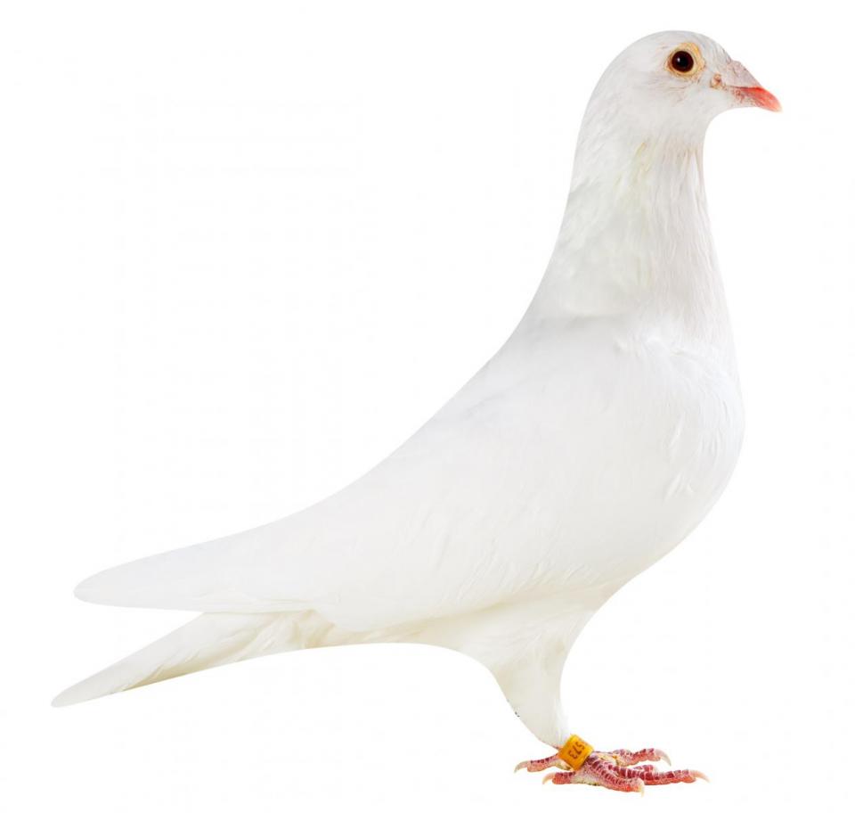 Picture of pigeon BE14-6175573 "White Elektro"