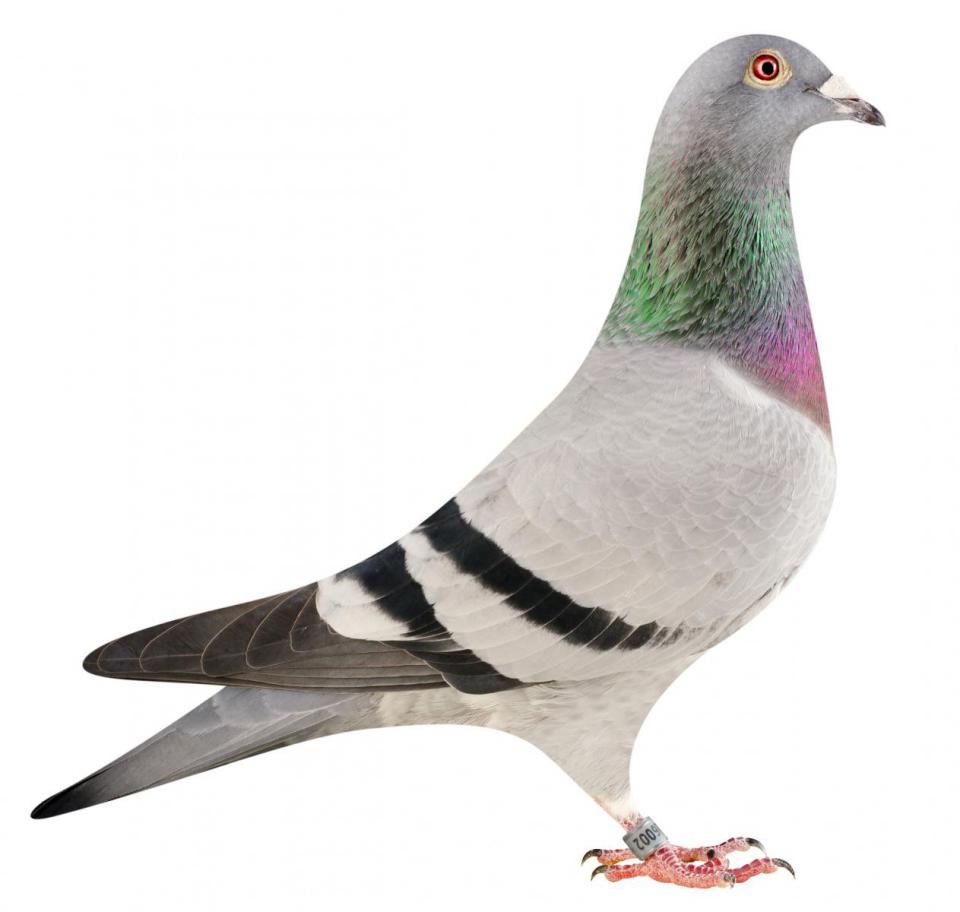 Picture of pigeon BE15-6026002 "Lilly"
