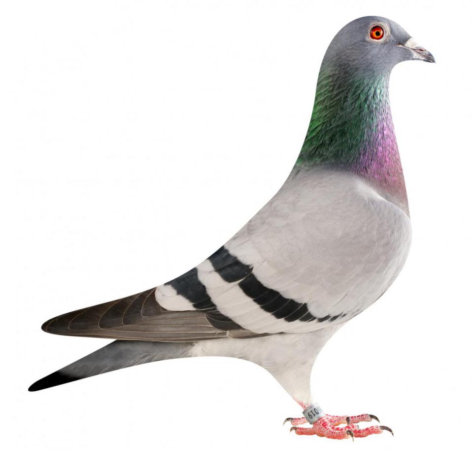 Picture of pigeon BE15-6026019 "Dubai"