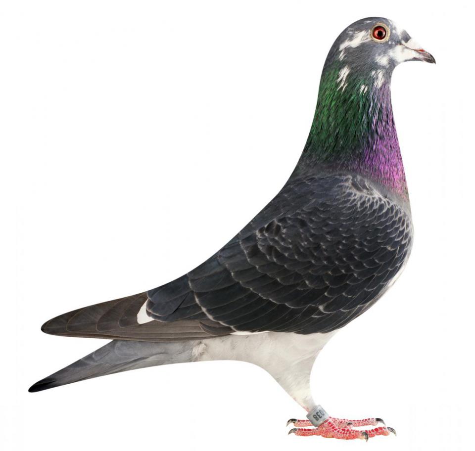Picture of pigeon BE15-6026038 "Zara"