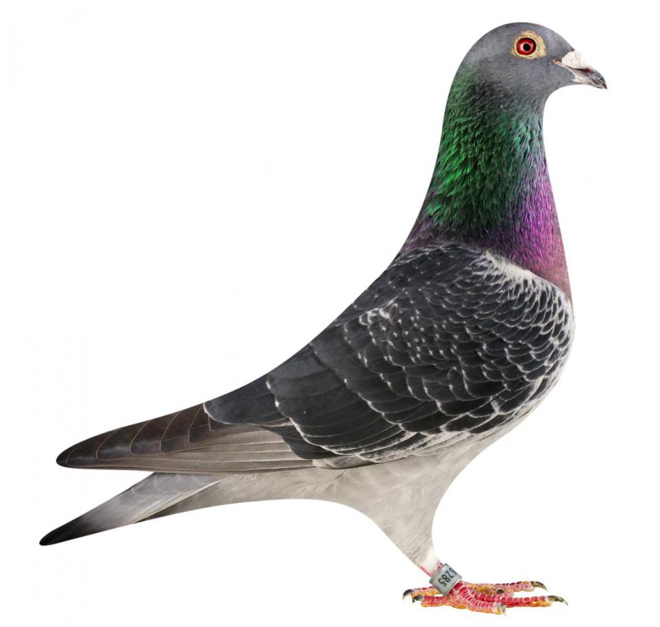 Picture of pigeon BE15-6026285 "Young Mustang"