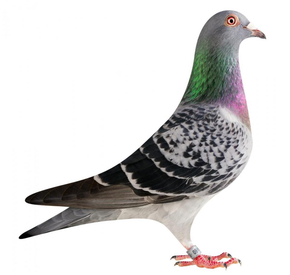 Picture of pigeon BE15-6026460 "Mustang Lady"