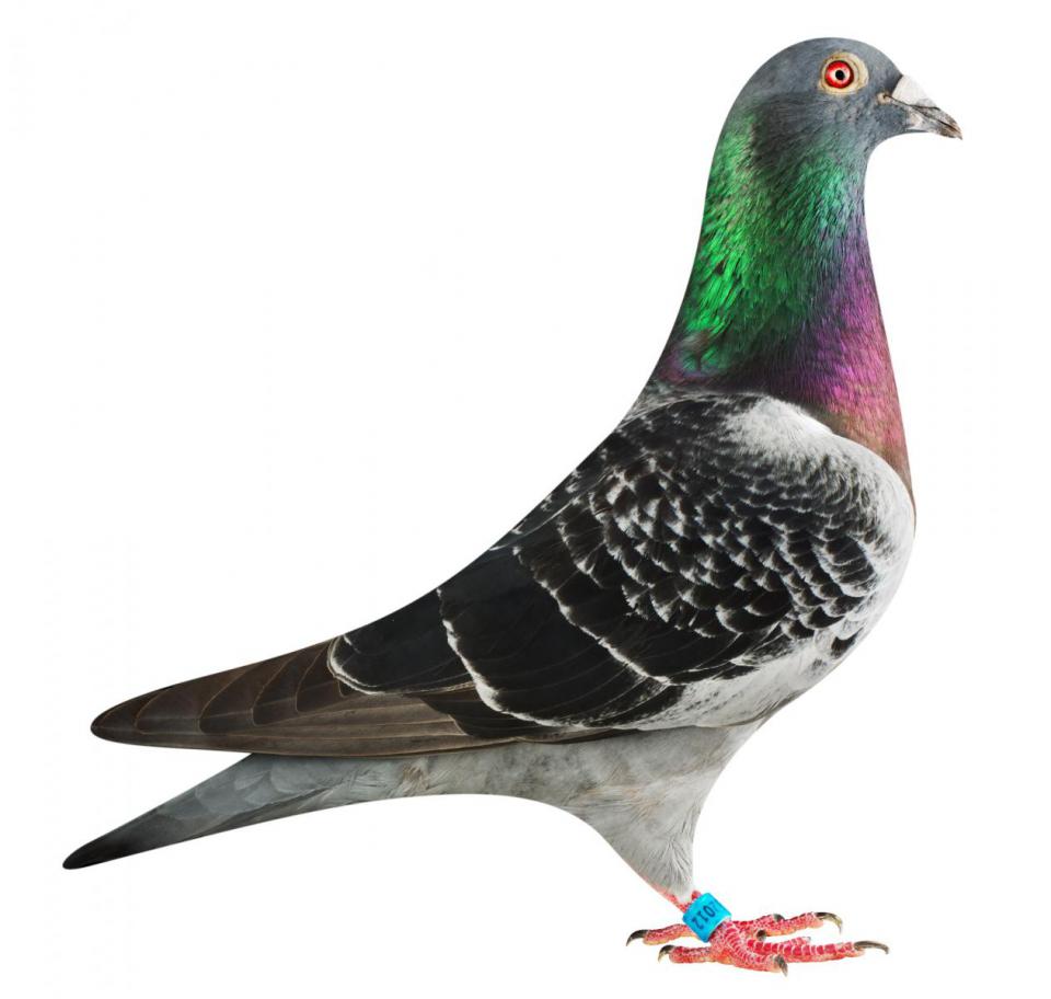 Picture of pigeon BE16-6032012 "Elektro Junior"