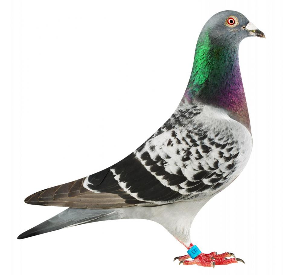 Picture of pigeon BE16-6032013 "Didi"