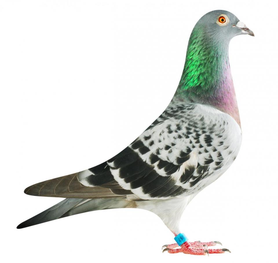 Picture of pigeon BE16-6032067 "Elektro Lady 67"