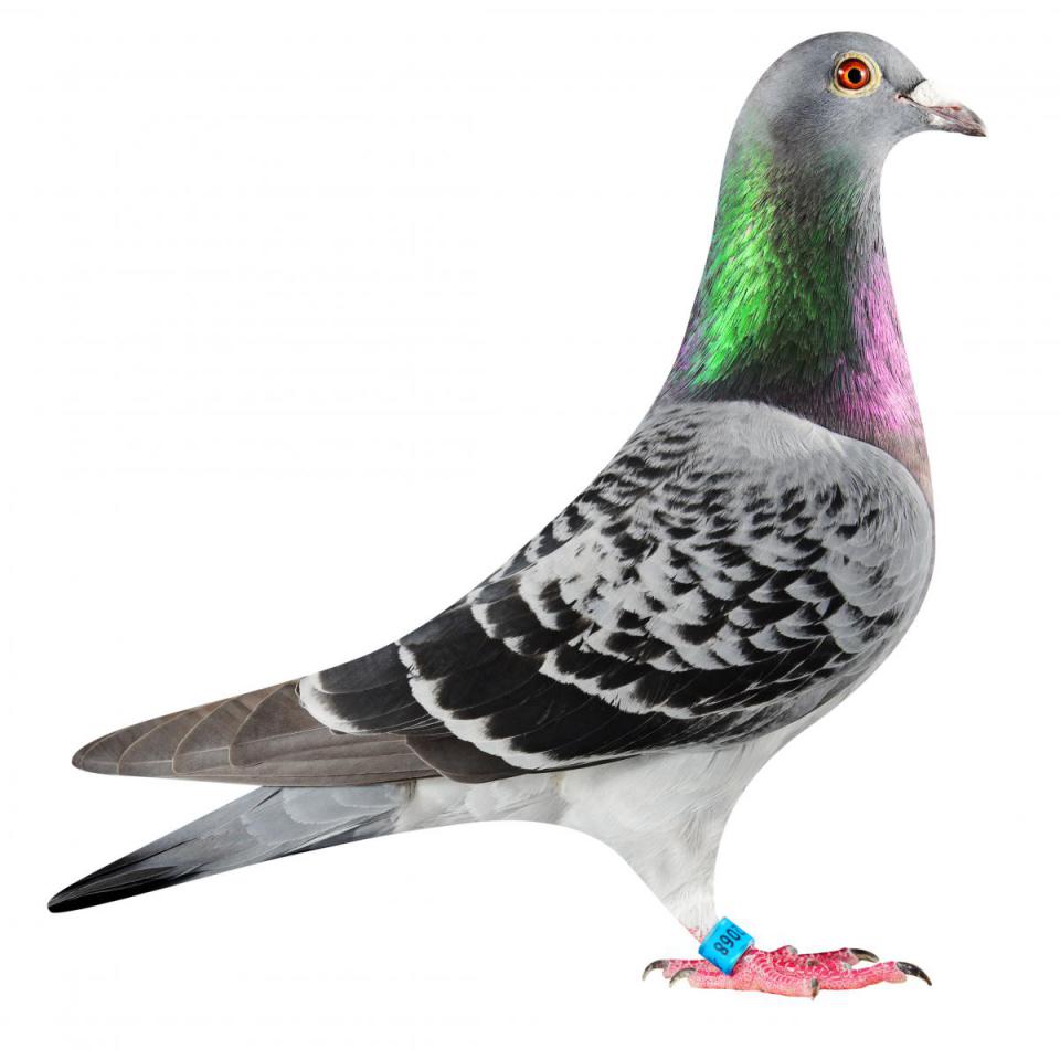 Picture of pigeon BE16-6032068 "Elektro Lady 68"