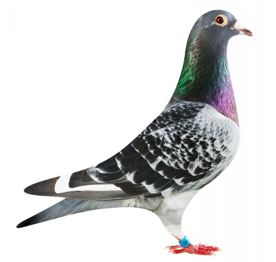 Picture of pigeon BE16-6032101 "Green Elektro"