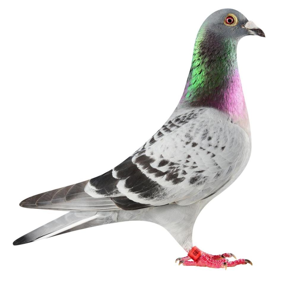 Picture of pigeon BE17-6025089 "Iron Man"