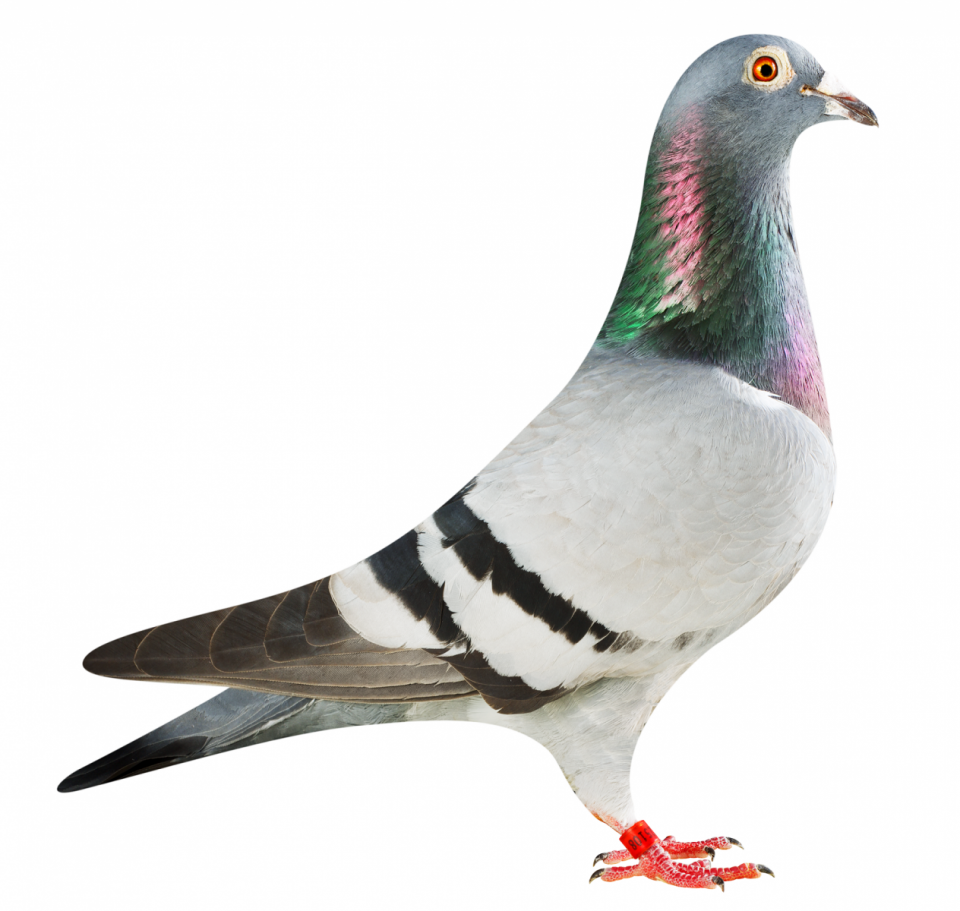 Picture of pigeon BE17-6025108 "Miss Mustang"