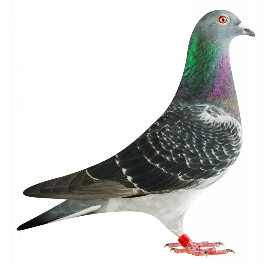Picture of pigeon BE17-6025201 "Elektro Princess"
