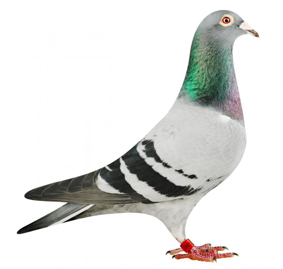Picture of pigeon BE17-6025361 "Puncher"