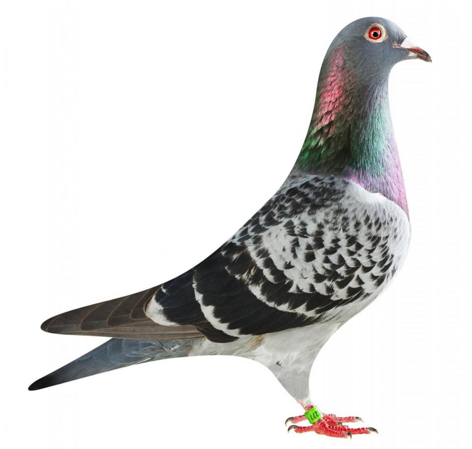 Picture of pigeon BE18-6020277 "Fanta"