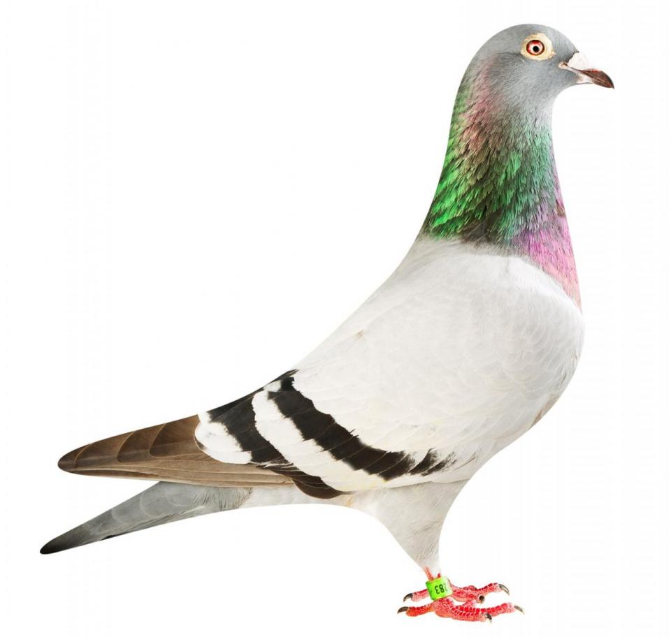 Picture of pigeon BE18-6020283 "Olympic La Donna"