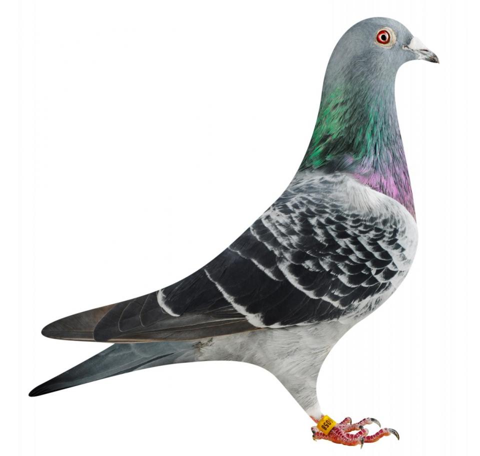 Picture of pigeon BE19-6016058 "Golden Elektro"
