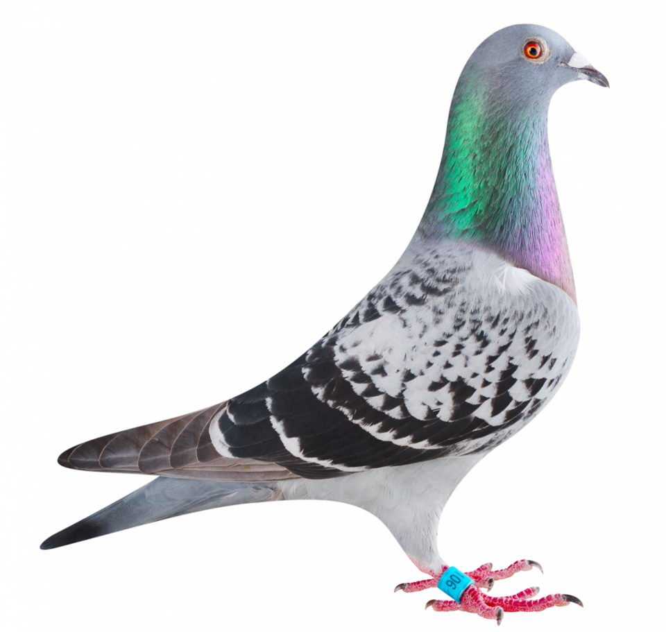 Picture of pigeon BE21-6138106 "Paulina"
